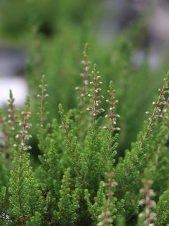 Calluna vulgaris 'Selma' Vřes obecný 'Selma' Nelen pro zelen detail Calluna vulgaris 'Selma' Vřes obecný 'Selma' Nelen pro zelen detail
