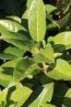 Prunus laurocerasus Nelen pro zelen Bobkovišeň lékařská list