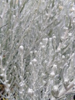 Smil italský Nelen pro zelen Helichrysum italicum poupata