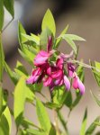 Lespedeza Thunbergii Lespedézie Thunbergova Nelen pro zelen květ