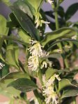 Sarcococca ruscifolia Masoplodka Nelen pro zelen květy