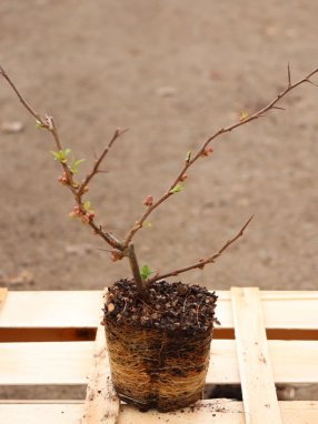 Chaenomeles speciosa 'Rubra´ Kdoulovec lahvicovitý 'Rubra' Nelen pro zelen sazenice QP