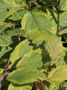 Cornus alba 'Cream Cracker' Svída bílá 'Cream Cracker' Nelen pro zelen list