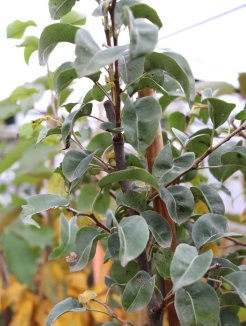 Pyrus communis 'Pařížanka' Hrušeň 'Pařížanka' Nelen pro zelen detail Pyrus communis 'Pařížanka' Hrušeň 'Pařížanka' Nelen pro zelen detail