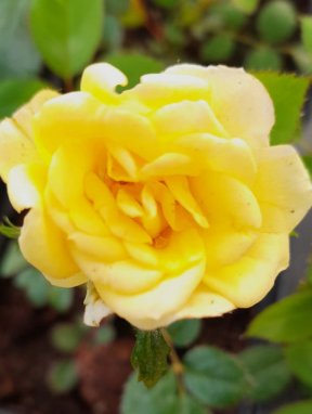 Růže půdopokryvná 'Fairy Gold'