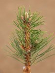 Pinus nigra ´Frank´ Borovice černá 'Frank' Nelen pro zelen detail