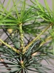 Sciadopitys verticillata Pajehličník přeslenitý Nelen pro zelen detail výhonu