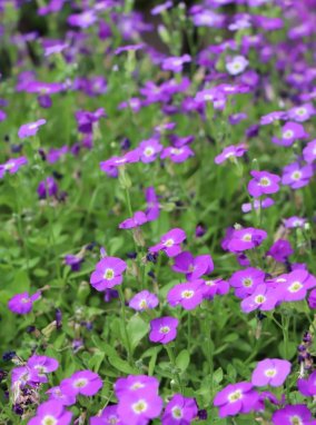 Aubrieta 'Rock on Blue' Tařička 'Rock on Blue' Nelen pro zelen květy