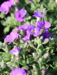 Aubrieta 'Rock on Blue' Tařička 'Rock on Blue' Nelen pro zelen květy
