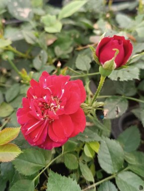 Rosa 'Rote The Fairy' Růže půdopokryvná 'Rote The Fairy' Nelen pro zelen květy