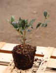 Osmathus heterophyllus ´Pupureus´ Vonokvětka různolistá 'Purpureus' Nelen pro zelen sazenice QP