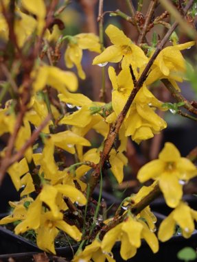 Forsythia intermedia 'Minigold' Zlatice prostřední 'Minigold' Nelen pro zelen květy