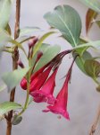Weigela florida 'Ruby Queen' Vajgélie květnatá 'Ruby Queen' Nelen pro zelen detail květu