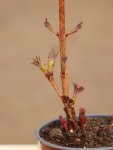 Viburnum sargentii 'Onondaga' Kalina sargentova 'Onondaga' Nelen pro zelen detail rašení