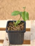 Vinca major Barvínek větší Nelen pro zelen sazenice h9x9