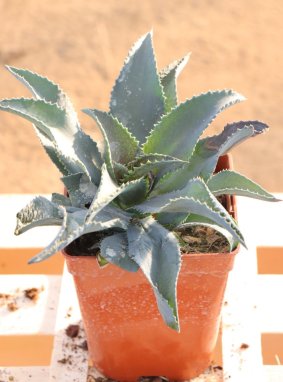 Mangave ´Silver Fox´ Mangave 'Silver Fox' Nelen pro zelen sazenice kontej