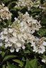 Hortenzie latnatá 'Světlo svíček' Nelen pro zelen Hydrangea paniculata 'Světlo svíček' květ
