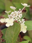Hydrangea paniculata 'Early Harry' Hortenzie latnatá Early Harry Nelen pro zelen květ
