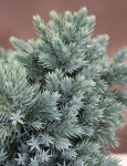 Juniperus squamata 'Blue Star' Jalovec šupinatý 'Blue Star' Nelen pro zelen detail