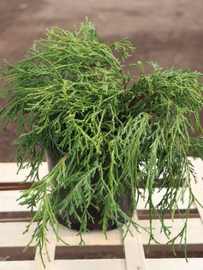 Chamaecyparis pis. ´Filifera Aurea´ Cypřišek hrachonosný 'Filifera Aurea' Nelen pro zelen kon 2L