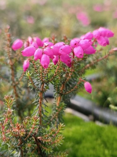 Erica cinerea 'Rote Rosita' Vřesovec popelavý 'Rote Rosita' Nelen pro zelen květy