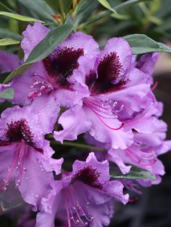 Rhododendron ´Graal Müritz´ Rododendron 'Graal Müritz' Nelen pro zelen květ Rhododendron ´Graal Müritz´ Rododendron 'Graal Müritz' Nelen pro zelen květ