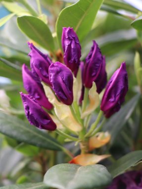 Rhododendron ´Graal Müritz´ Rododendron 'Graal Müritz' Nelen pro zelen rozkvétající poupě