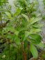 Salix chaenomeloides ´Mt. Aso´ Vrba štíhlopestíkatá 'Mt. Aso' Nelen pro zelen listy