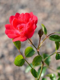 Růže 'Rot Fairy' Nelen pro zelen Rosa 'Rot Fairy' květ