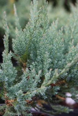 Jalovec poléhavý 'Blue Chip' Nelen pro zelen Juniperus horizontalis 'Blue Chip' jehličí