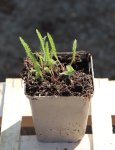 Achillea millefolium 'Cassic' Řebříček obecný 'Cassic' Nelen pro zelen sazenice h9x9