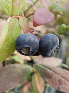 Vaccinium corymbosum 'Patriot' Kanadská borůvka 'Patriot' Nelen pro zelen plody Vaccinium corymbosum 'Patriot' Kanadská borůvka 'Patriot' Nelen pro zelen plody