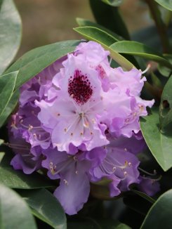 Rhododendron ´Blue Peter´ Rododedron 'Blue Peter' Nelen pro zelen květ Rhododendron ´Blue Peter´ Rododedron 'Blue Peter' Nelen pro zelen květ