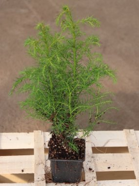 Cryptomeria japonica ´Elegans Viridis´ Kryptomérie japonská 'Elegans Viridis' Nelen pro zelen sazenice h9x9