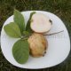 Psidium kvajáva (guava, guajava) - vitamínová bomba z tropů