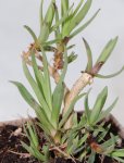 Gypsophila paniculata Nelen pro zelen Šáter latnatý list