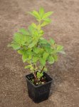 Azalea knaphill 'Homebush' Azalka knaphill 'Homebush' Nelen pro zelen h9