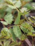 Astilbe 'Milk and Honey' ® Čechrava 'Milk and Honey' ® Nelen pro zelen  list