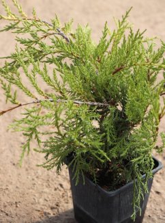 Jalovec Pfitzerův Nelen pro zelen Juniperus x pfitzeriana rostlina