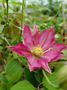 Clematis 'Asao' Plamének 'Asao' Nelen pro zelen květ