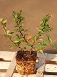 Pyracantha coccinea 'Mohave´ Hlohyně šarlatová 'Mohave' Nelen pro zelen sazenice QP