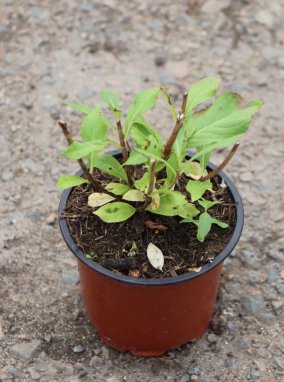 Weigela florida 'Minuet´ Vajgélie květnatá 'Minuet' Nelen pro zelen ko 12cm