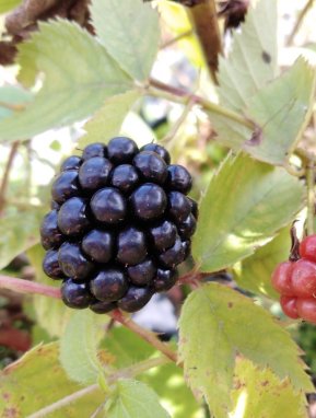 Ostružník Nelen pro zelen Rubus fruticosus plody