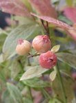 Vaccinium corymbosum 'Pink Lemonade'® Růžová kanadská borůvka 'Pink Lemonade' Nelen pro zelen plody