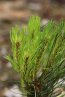 Borovice kleč Nelen pro zelen Pinus mugo detail jehličí