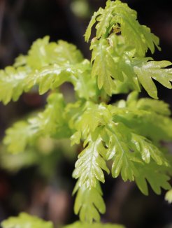Dub letní Nelen pro zelen Quercus robus rašící list