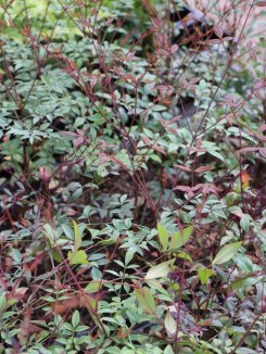 Nandina domestica 'Summer Sunset'® Nandina domácí 'Summer Sunset' ® Nelen pro zelen nové přírůstky Nandina domestica 'Summer Sunset'® Nandina domácí 'Summer Sunset' ® Nelen pro zelen nové přírůstky