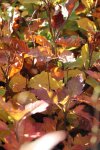 Buk lesní Nelen pro zelen Fagus sylvatica podzimní list