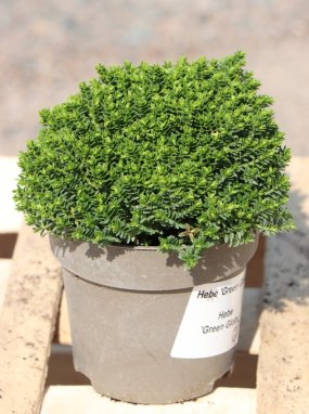 Hebe ('Emerald Green') 'Green Globe' Hebe 'Green Globe' Nelen pro zelen ko12cm