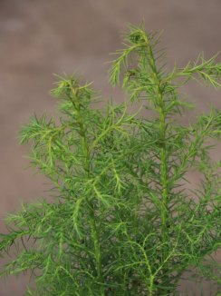 Cryptomeria japonica ´Elegans Viridis´ Kryptomérie japonská 'Elegans Viridis' Nelen pro zelen detail Cryptomeria japonica ´Elegans Viridis´ Kryptomérie japonská 'Elegans Viridis' Nelen pro zelen detail